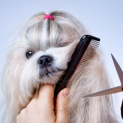 آرایش حیوانات خانگی