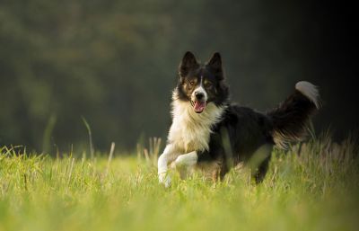 نحوه نگهداری از سگ نژاد بردر کالی