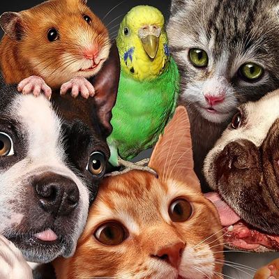 پرفروش ‌ترین حیوانات خانگی کدامند؟