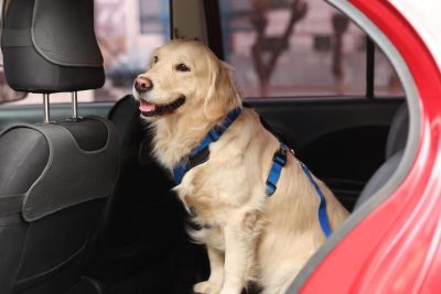 مراقبت از حیوانات خانگی در طول سفر: نکات و ترفندها