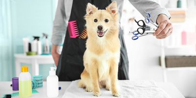 اصلاح سگ در منزل